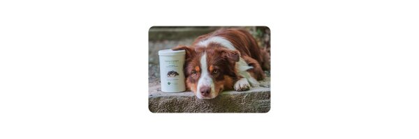 Bio-Hundeshampoo & Hundeconditioner